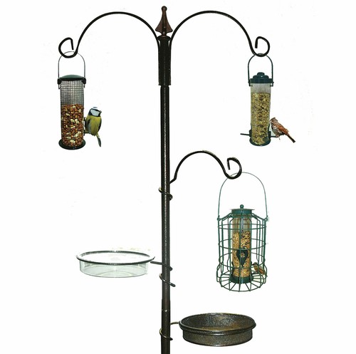 Garden wild bird - garden,